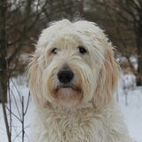 Foto van Dewi & de doodles