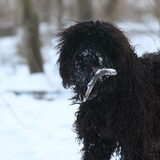 Met het mooiste stokje dat er bestaat! Marley 9 maanden alweer....
