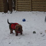 Foto van Muis,Vera, Papadopoulos, Odette, Annabelle en Ciska (Terra+, Dinky+, Saltarin+, Sam+, Zara+, Paco+)