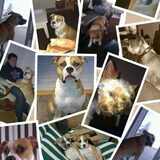 Dit zijn de honden van mij familie , honden familie