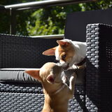 Evie en Jamie