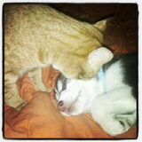 Foto van Quincy, Bailey & Nova