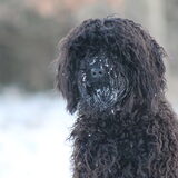 Foto van Dewi & de doodles
