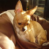 Foto van Pretty Brindle's Chihuahua's