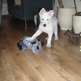 Foto van Silas