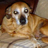 Joey 14 jaar geworden R.I.P XXX Nov. 2007