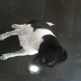 Foto van Ester, Odie's baasje