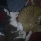 Als de katten op bed mogen slapen, doe ik het ook en kruip er dan…