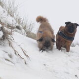 Skip en Brando Januari 2013