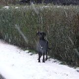 Foto van Milo