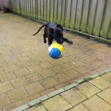 Flying Dutchman Danger in actie