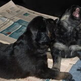 Broer en zus, 26 dagen oud.