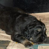 Met 26 dagen zijn de pups al nagenoeg zindelijk. Teefje Chepodokhyi…