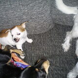 sjifa is boos op dr mama en tante