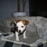 lieve sjifa