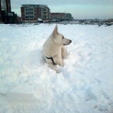 Mike in de eerste 2013 sneeuw