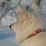Winterportret va Zaros Keano Adorable White Pearl