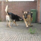 Foto van Inge & Danger
