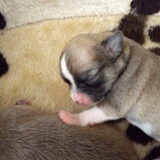 ons 4de pupje (teef)