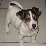 als puppy was ik al een deugniet