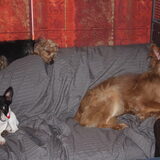 Foto van Muis,Vera, Papadopoulos, Odette, Annabelle en Ciska (Terra+, Dinky+, Saltarin+, Sam+, Zara+, Paco+)