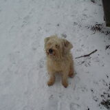 Queenie in de sneeuw
