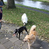 zie je wel...zei het toch....leuk hoor..9-9-09-Vliet - Leiden