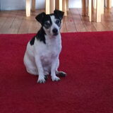 Jimmy..mijn oudste hondje.