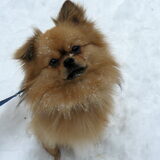 Kruim in de sneeuw
