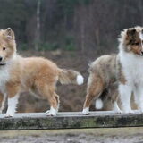 Foto van Criz & de Shelties