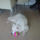 lief he?