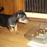 Hent als puppy van bijna 8 weken oud.