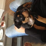 Tyson 10 weken