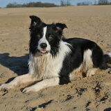 Gizmo, 13 maanden