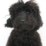 Foto van Dewi & de doodles