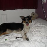 Foto van Ellen, Shadow, Lilly en Flame