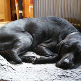 geweldige rex, de beste hond een mens zich mag wensen(L)