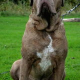dit is anderhalf jaar nadat we Arie hebben opgehaald.Ruim 25 kg…