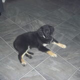 onze kruising golden retriever en ??????