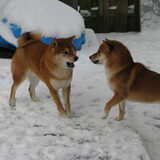 Foto van Joni, Kenshi en Kodi.
