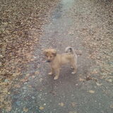 vera de hond van me dochter..