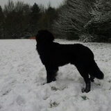 Wammes in sneeuw