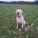 Op het grote grasveld