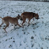 sneeuw
