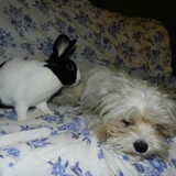 Dempsey en Demi