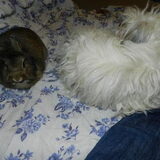 Dempsey en Laya