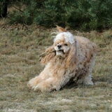 Foto van Cinderella - Dusty & Ziva