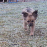 Foto van dog en lady