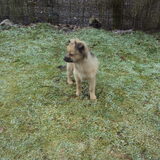 Foto van dog en lady