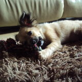 Foto van dog en lady